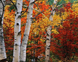 White Birch in Front of Maple Trees